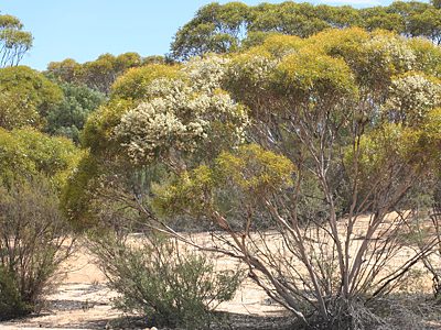 Temognatha heros, PL1305, adult host plant, Eucalyptus leptophylla, MU